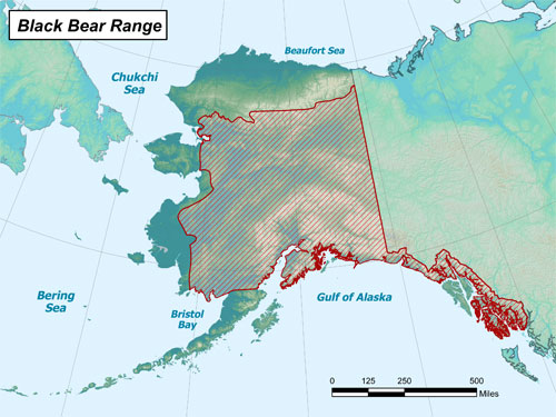 Black Bear range map