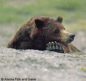 Photo of a Brown Bear resting.