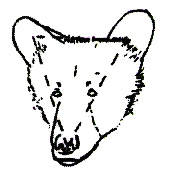 young bear graphic