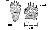 Image of Brown Bear Tracks