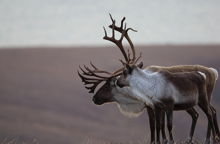 Two Caribou