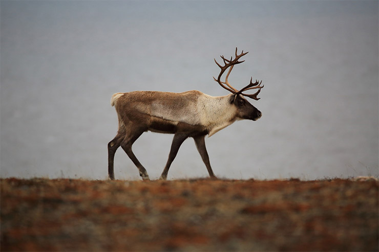 Alaska Magazine  Caribou Antlers: A Means of Seduction