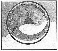 Image of a horn that is not full curl