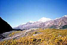 dall sheep