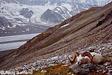 Photo of a dall sheep on the mountainside