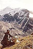 dall sheep