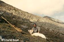 dall sheep