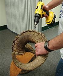 drilling sheep horn plug