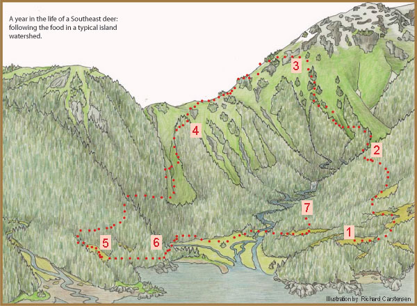 Diagram showing a year in the life of a Southeast deer: following the food in a typical island watershed.