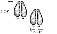 Image of Deer Tracks