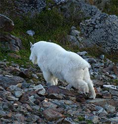 Adult billy (male) stretches to urinate