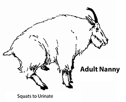 Adult nanny (female) squats to urinate