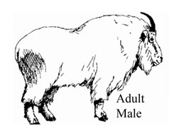 Adult male mountain goat