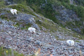 Mountain goats too far away