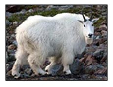Adult male mountain goat