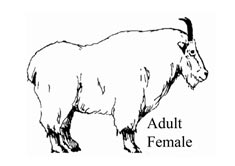 Adult female mountain goat