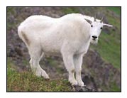 Yearling mountain goat