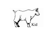 Kid mountain goat