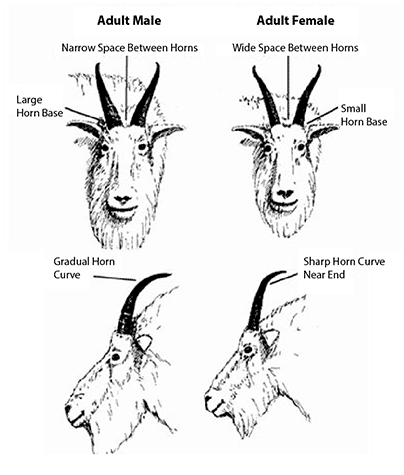 Why Do Goats Have Horns - Farmstead Supplies