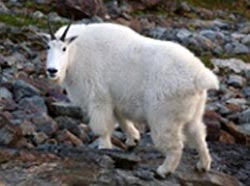 Mountain goat