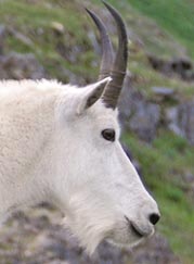 Mountain goat