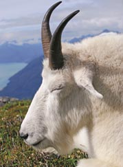 Mountain goat