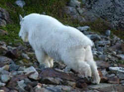 Mountain goat