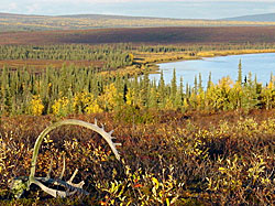 Photo of an antler with Alaskan tundra in the background