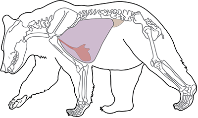 Shot Placement on Alaskan Game, Alaska Department of Fish and Game