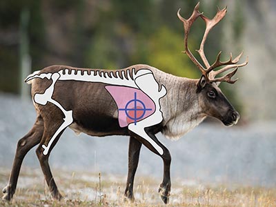 Location of crosshairs for a heart and double lung shot: broadside