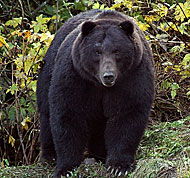 Photo of a bear.
