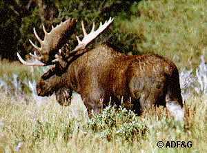 Photo of a bull moose