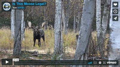 Is this moose legal video screenshot