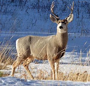 Mule deer in winter