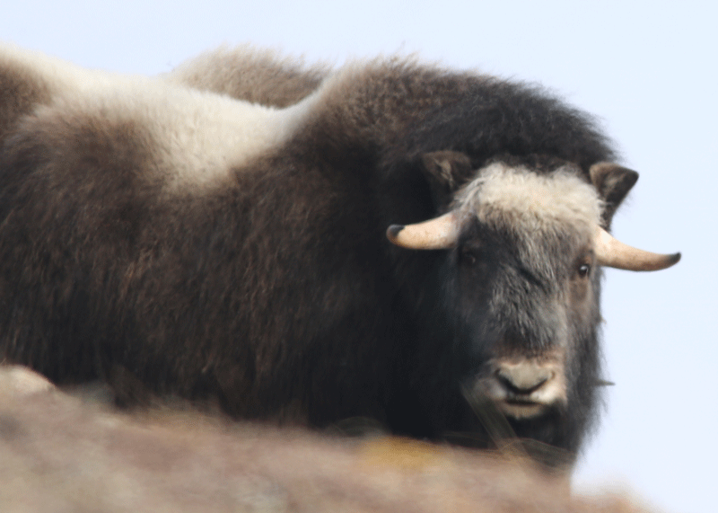 Muskox Two-Year Bull Spring - Alaska Department of Fish and Game (ADFG)
