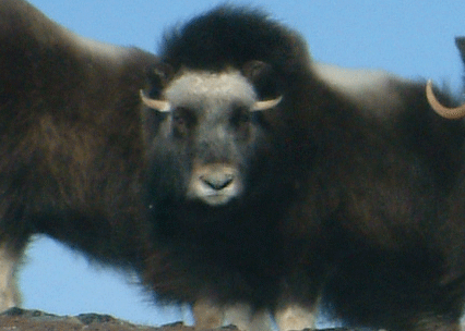 Muskox Two-Year Cow Spring - Alaska Department of Fish and Game (ADFG)