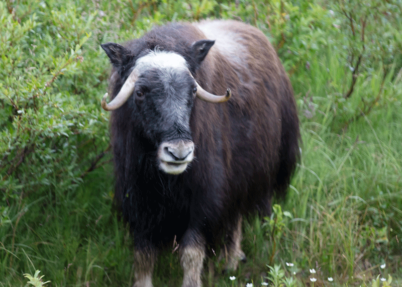 Muskox Two-Year Cow Summer - Alaska Department of Fish and Game (ADFG)
