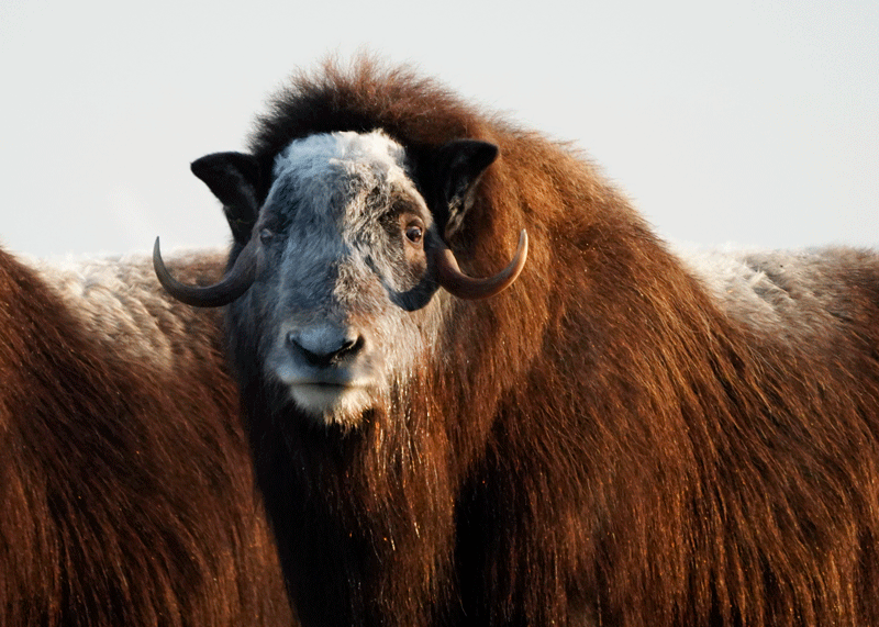Muskox Three-Year Cow Fall - Alaska Department of Fish and Game (ADFG)