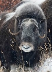 Muskox Mature Cow - Alaska Department of Fish and Game (ADFG)