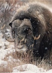 Muskox Mature Bull - Alaska Department of Fish and Game (ADFG)