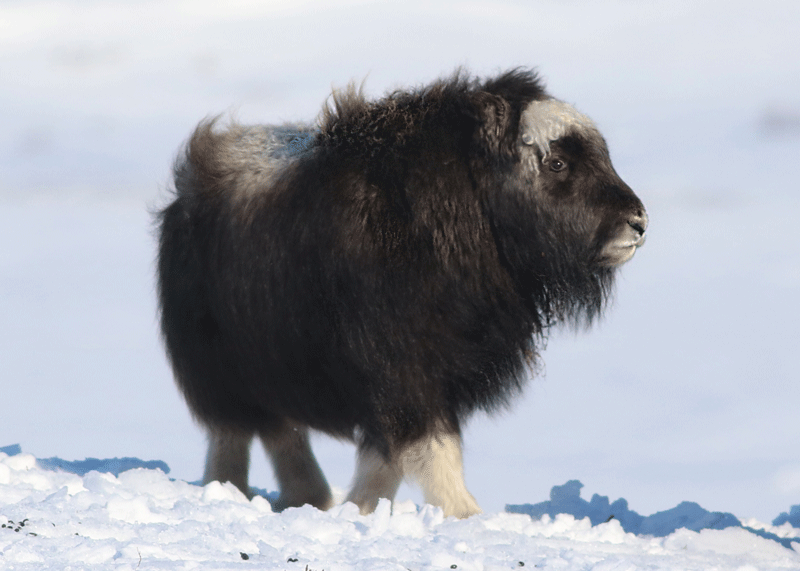 Muskox Yearling Spring - Alaska Department of Fish and Game (ADFG)