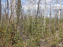 Grouse habitat