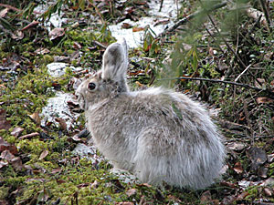 Photo of a hare