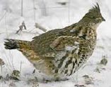 Ptarmigan