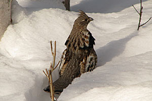 Photo of a ruffed grouse