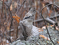 Ruffed grouse