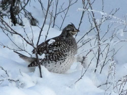 Sharpt-tailed grouse