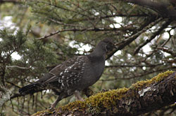 Sooty grouse