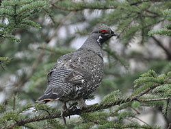 Spruce grouse