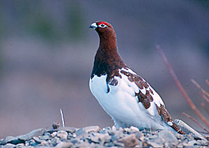 Photo of a willow ptarmigan